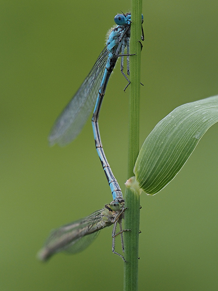 mating common blue damselflys