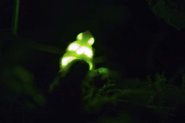 Glow-worm