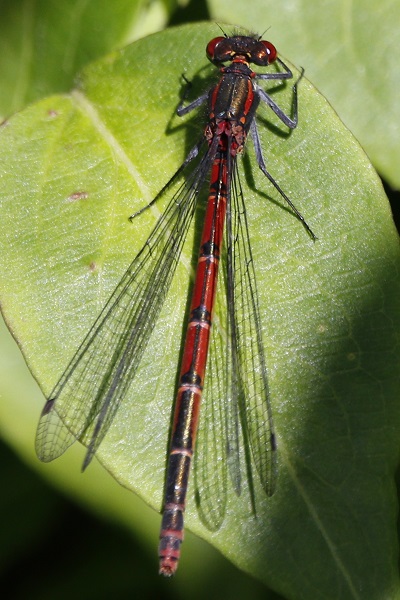 Large Red Damselfly (female) - garden pond