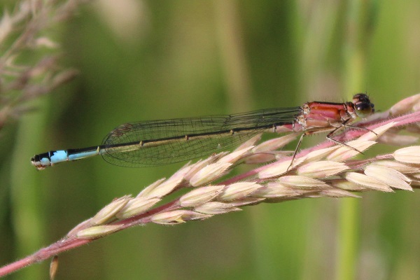 Blue-tailed Damselfly (female - rufescens form)