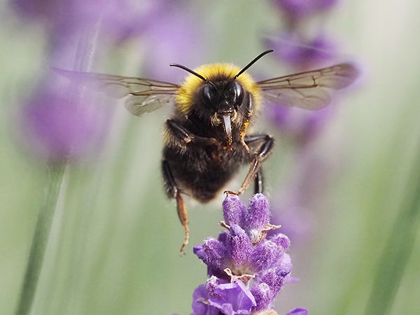 Buff tailed bumblebee on lavender