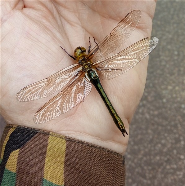 Downy Emerald - not seen this sp here before...