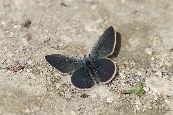 Small Blue: One of probably hundreds there