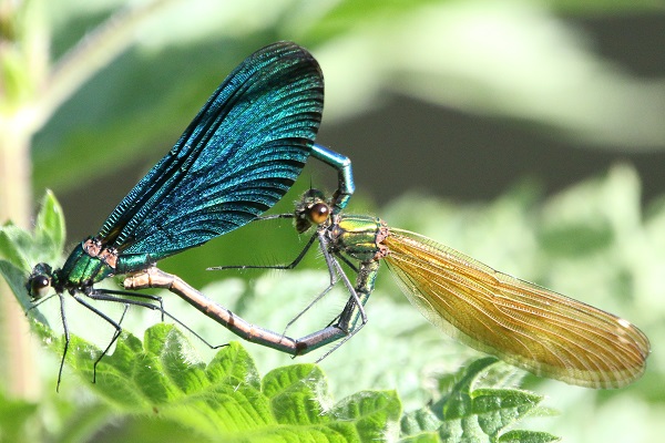 Beautiful Demoiselle (mating pair)