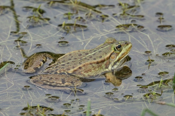 Marsh Frog.