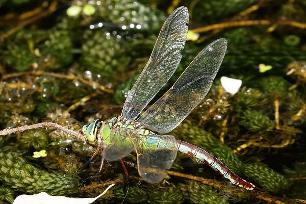 Emperor Dragonfly laying in my garden pond