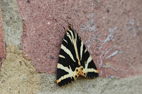 Jersey Tiger on my house wall