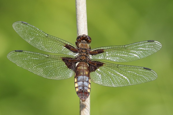 Broad-bodied Chaser