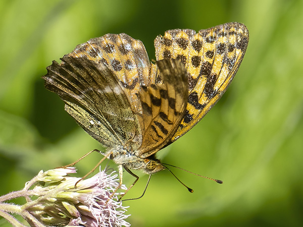 Along the river Pang, Silver Washed Fritillary on Hemp Agrimony, somewhat tatty