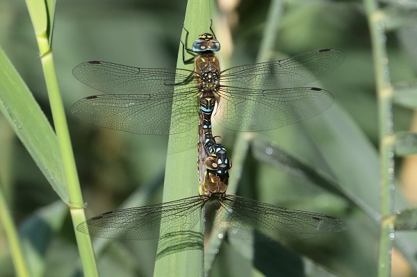 Migrant Hawkers