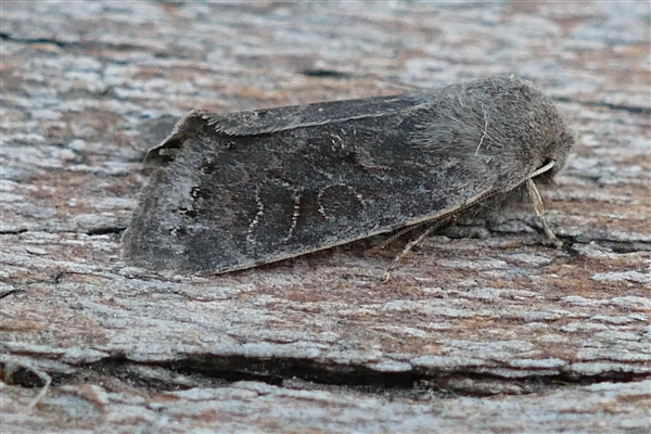Lead-coloured Drab, First for the garden