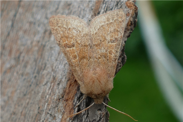 Blossom Underwing, another garden first