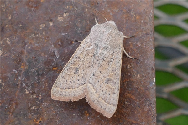 Powdered Quaker, only the third garden record