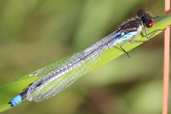 Red-eyed Damselfly (male)