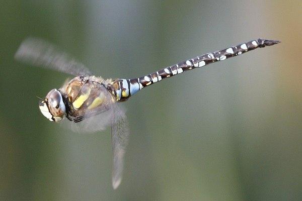 Migrant Hawker (male)