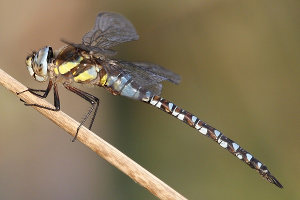 Migrant Hawker (male)