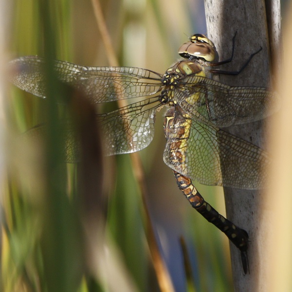 Migrant Hawker (female)