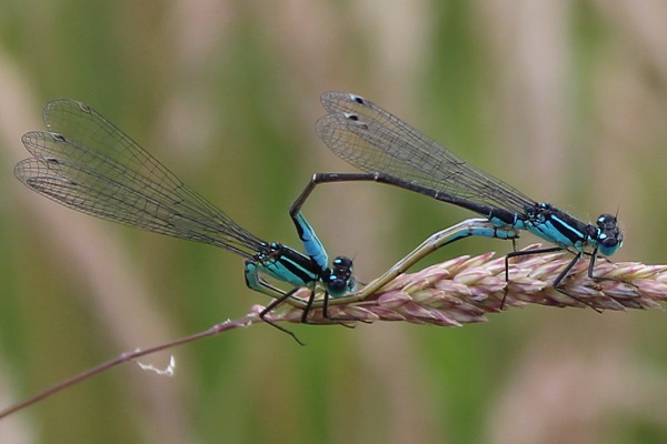 Blue-tailed Damselfly (mating)