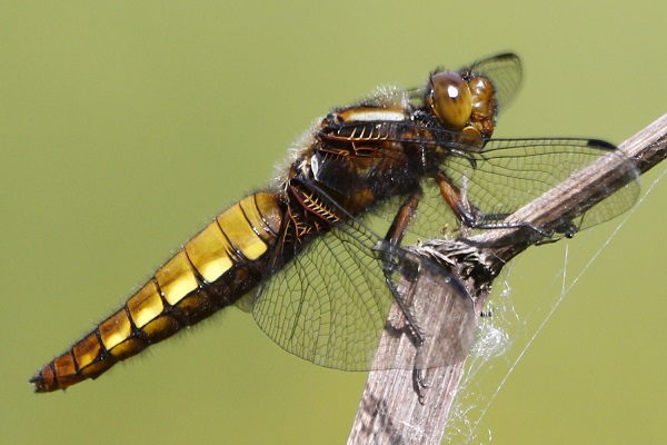 Broad-bodied Chaser (female)