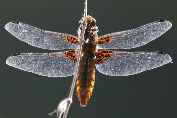 Broad-bodied Chaser (female)