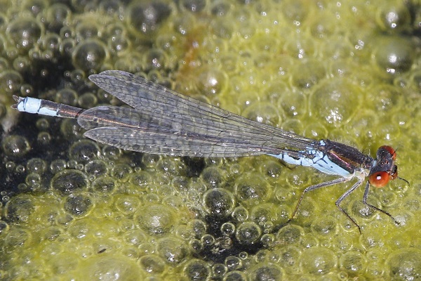 Small Red-eyed Damselfly (male)