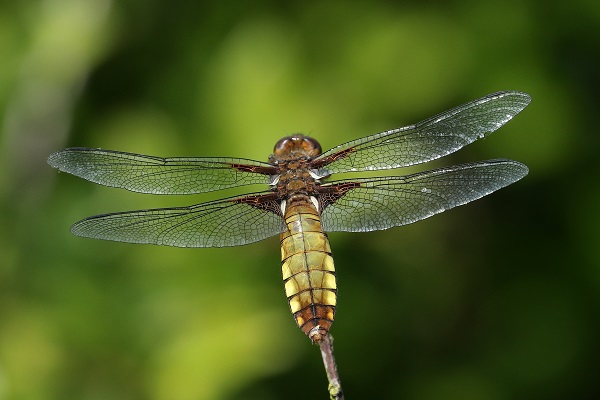 Broad-bodied Chaser in hedgerow, long way from water.
