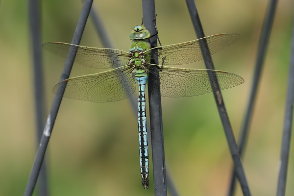Emperor Dragonfly in my garden!