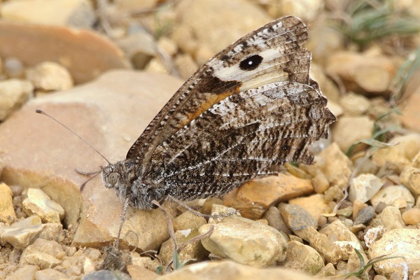 Grayling by the lake nearest to the STW