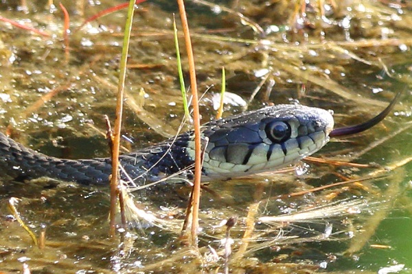 Grass Snake