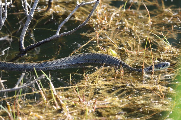 Grass Snake