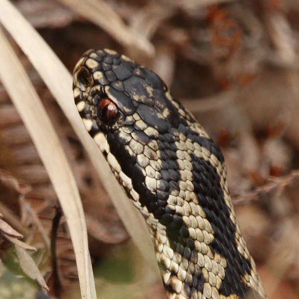 Adder