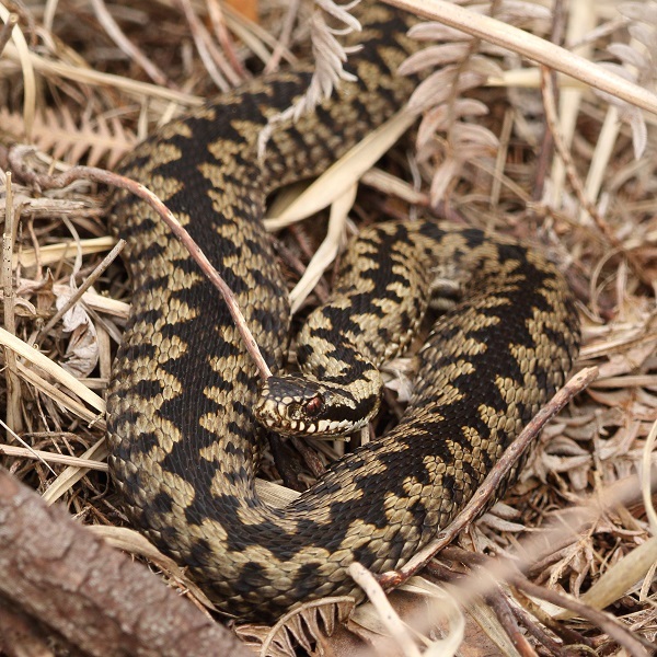 Adder