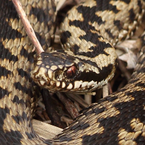 Adder