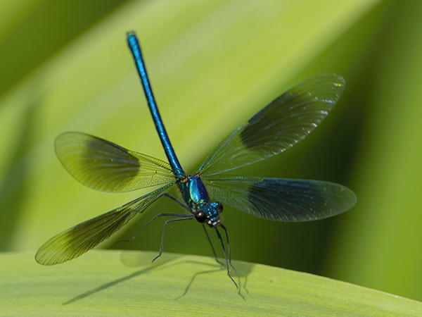 Male Banded Demoiselle wing stretch