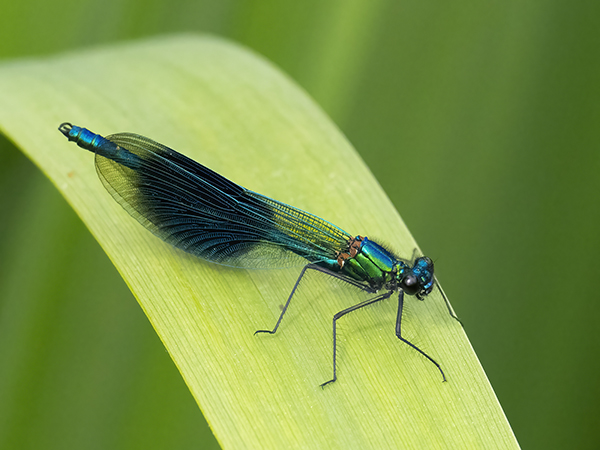 Male Banded Demoiselle