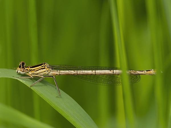 Female White Legged Damselfly