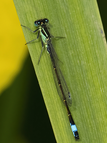 Blue Tailed Damselfly