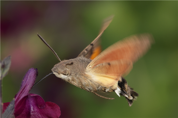 hummingbird hawk moth , 12/10/2025.