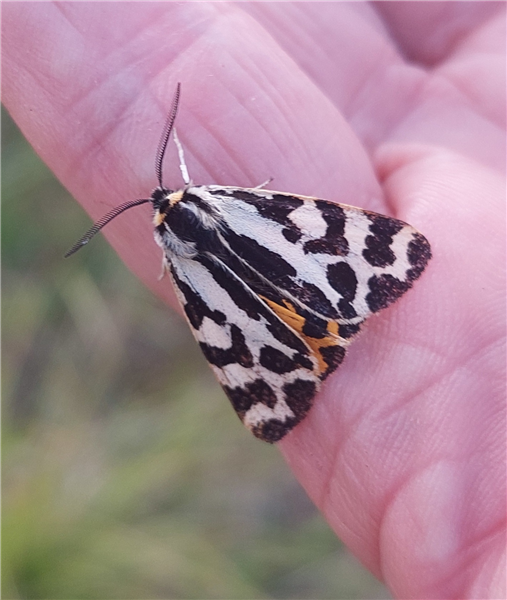Wood Tiger (newly emerged), 10/06/2025.