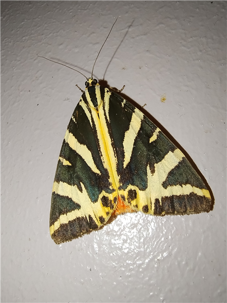 Jersey Tiger in the bathroom, 12/08/2025.