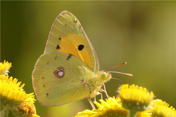 Clouded Yellow , 15/08/2025.