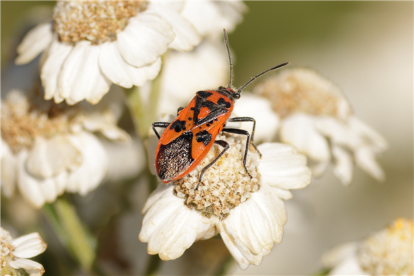 corizus hyoscyami
cinnamon bug, 11/07/2025.