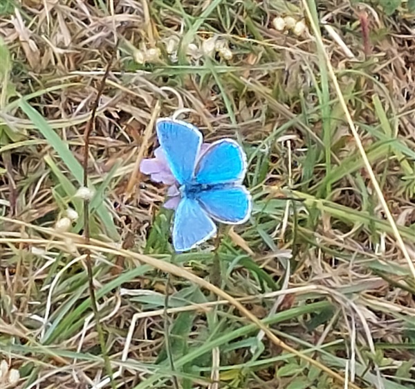 Adonis Blue (also Hummingbird Hawk-moth seen), 22/08/2025.