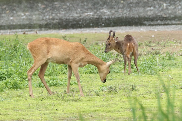 Roe deer and Muntjac together, 12/07/2025.