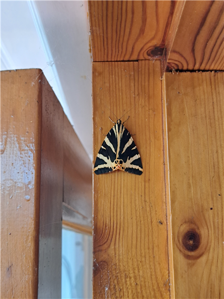 Jersey Tiger Moth has taken up residence in our conservatory, 14/07/2026.