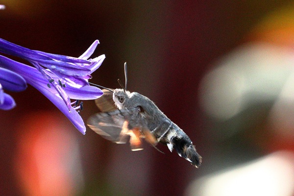 Humming-bird Hawkmoth in my garden, 21/07/2026.