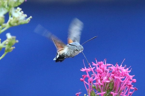 Hummingbird Hawkmoth in my garden, 31/07/2026.