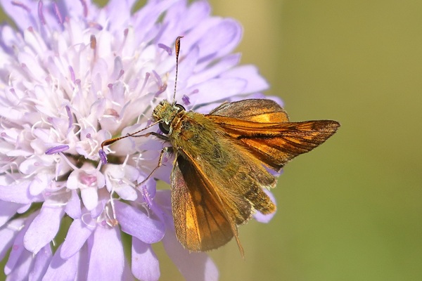 Large Skipper, 15/07/2026.