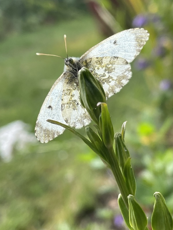 Orange Tip in my garden, 21/05/2026.