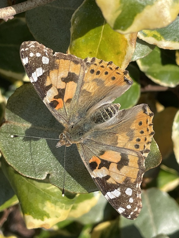 Painted Lady in my garden, 07/05/2026.